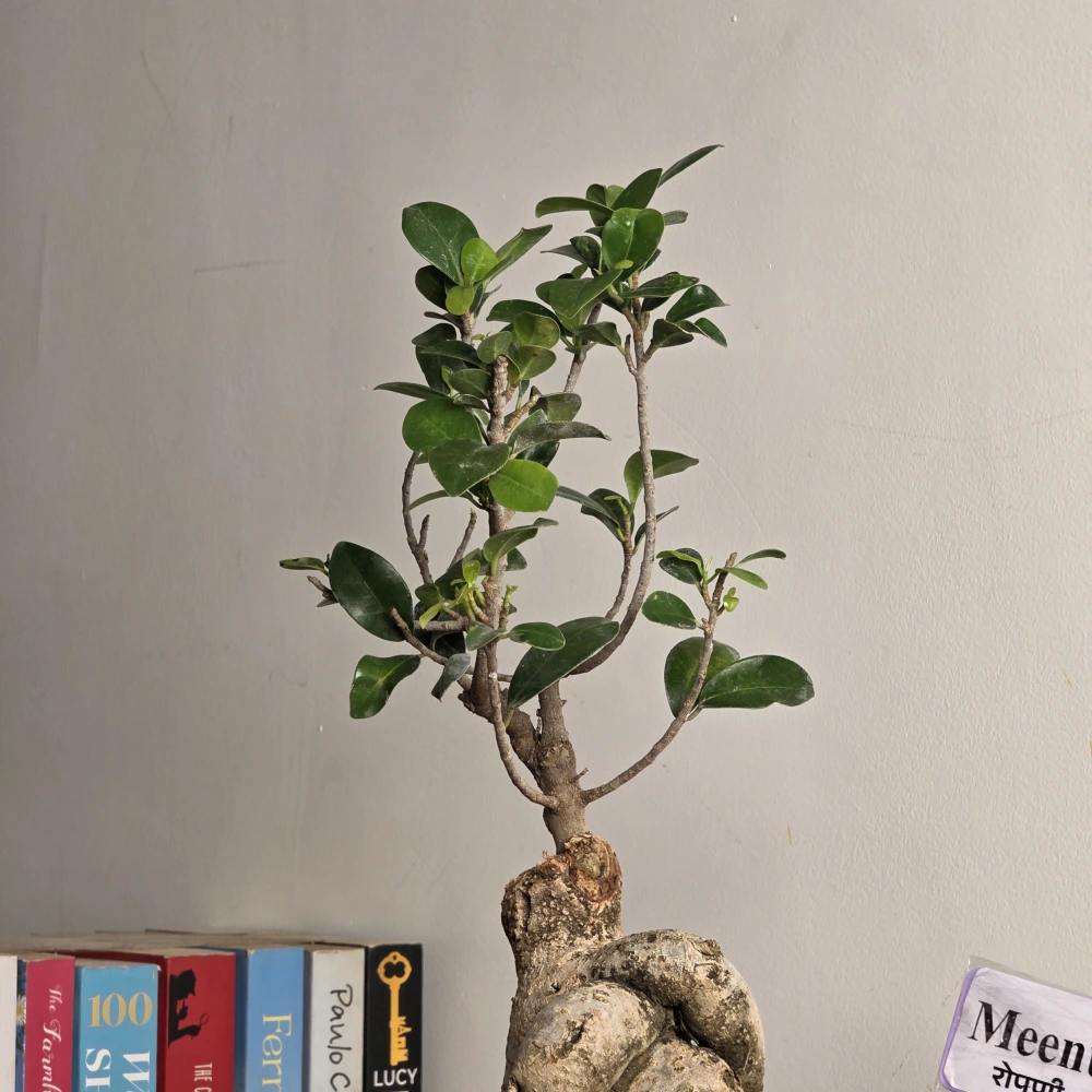product-gallery