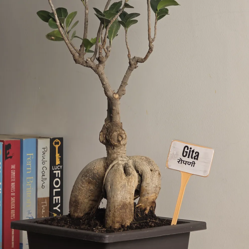product-gallery
