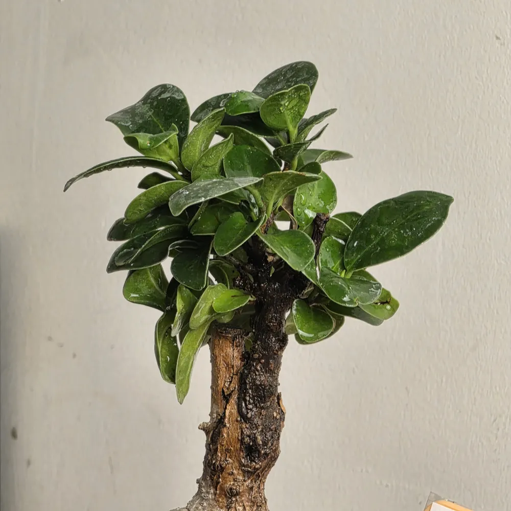 product-gallery