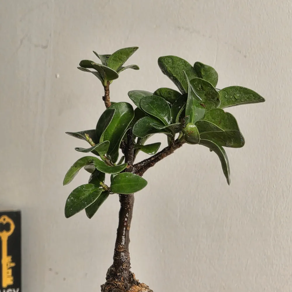 product-gallery