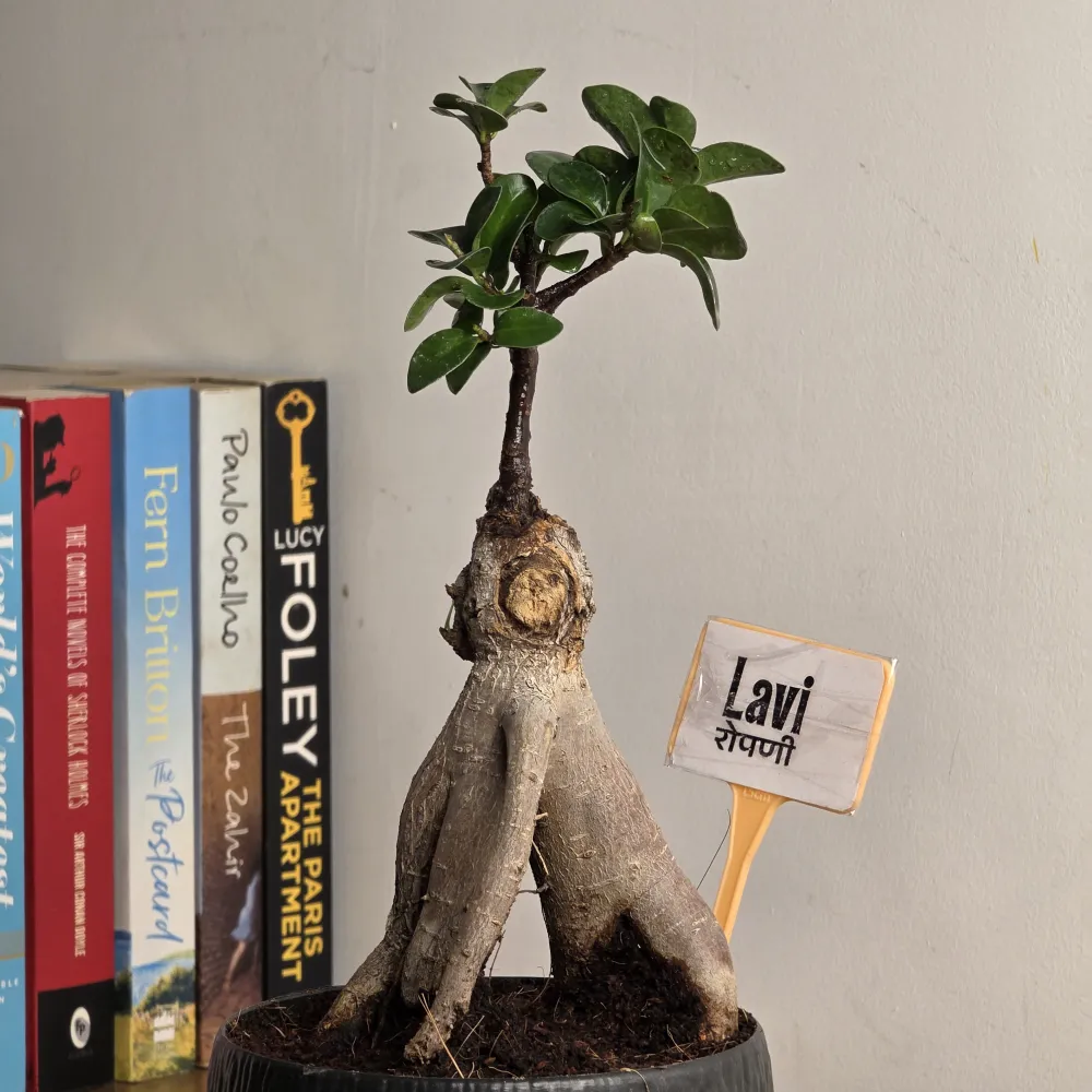 product-gallery