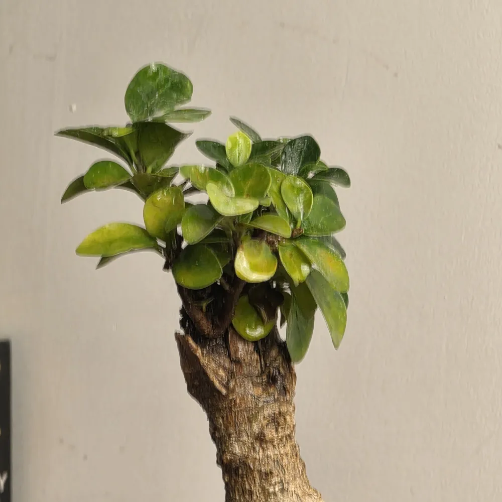 product-gallery