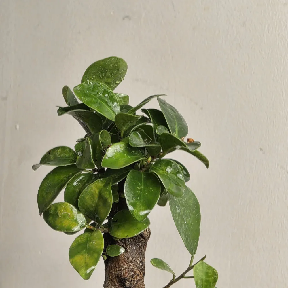 product-gallery