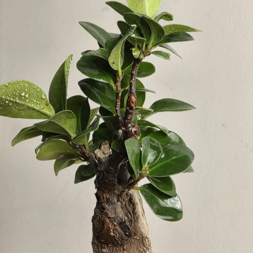 product-gallery