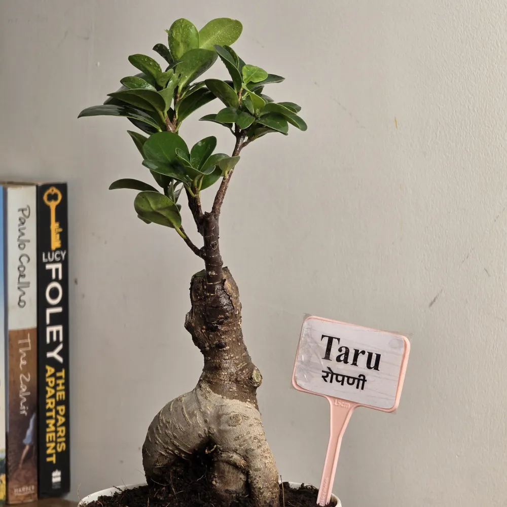 product-gallery
