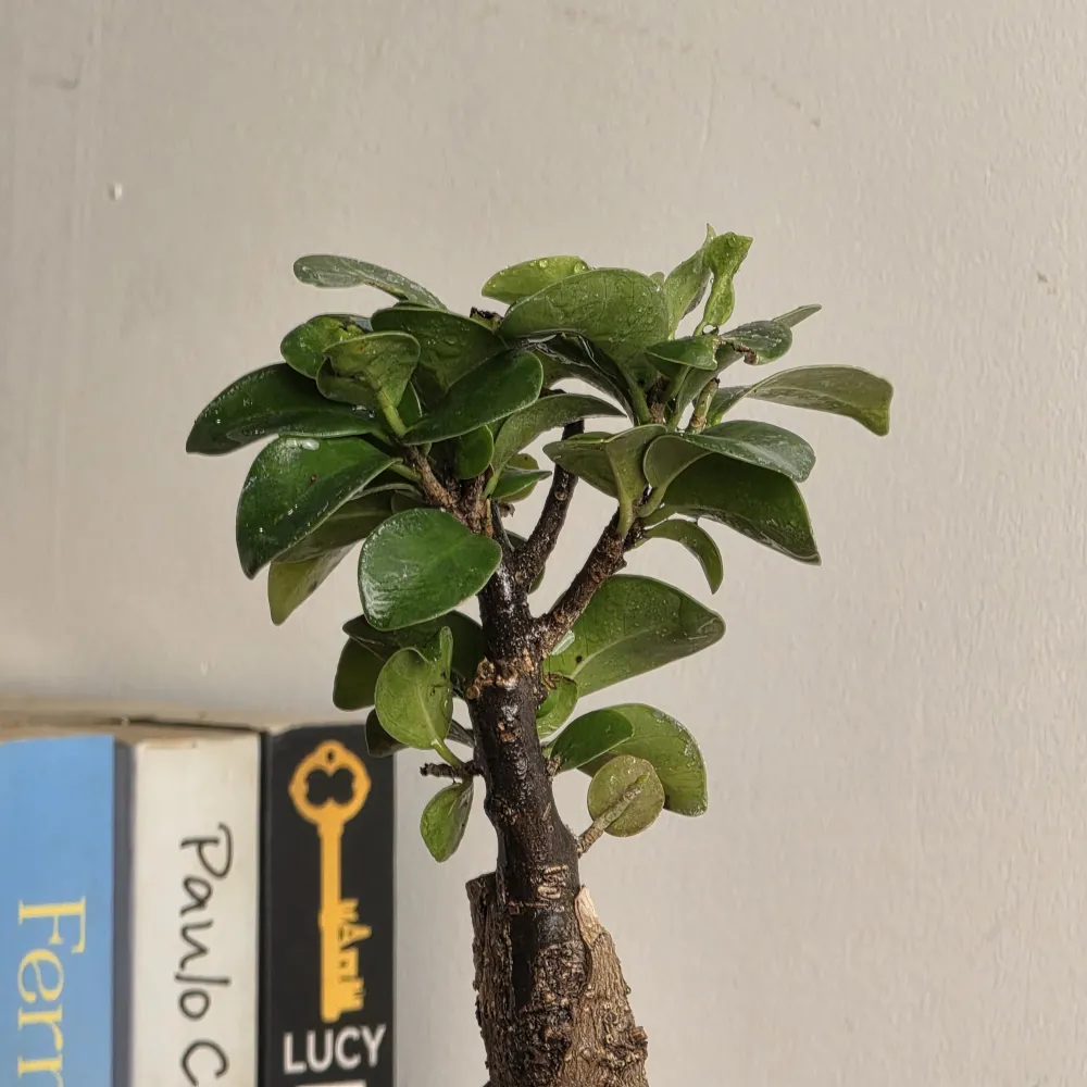 product-gallery