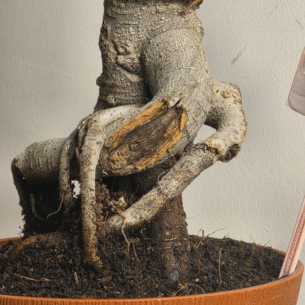product-gallery