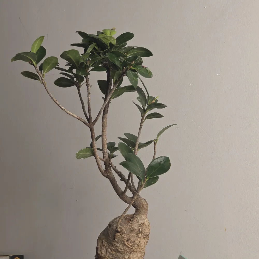 product-gallery