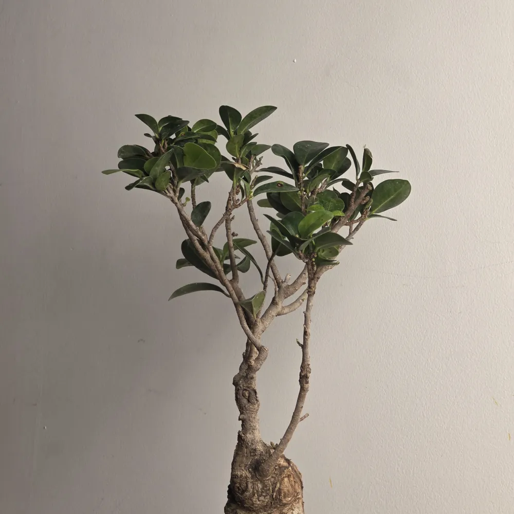 product-gallery
