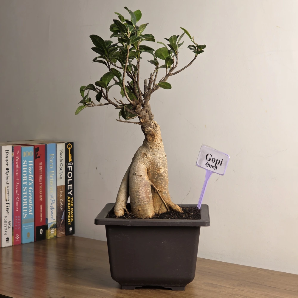 product-gallery