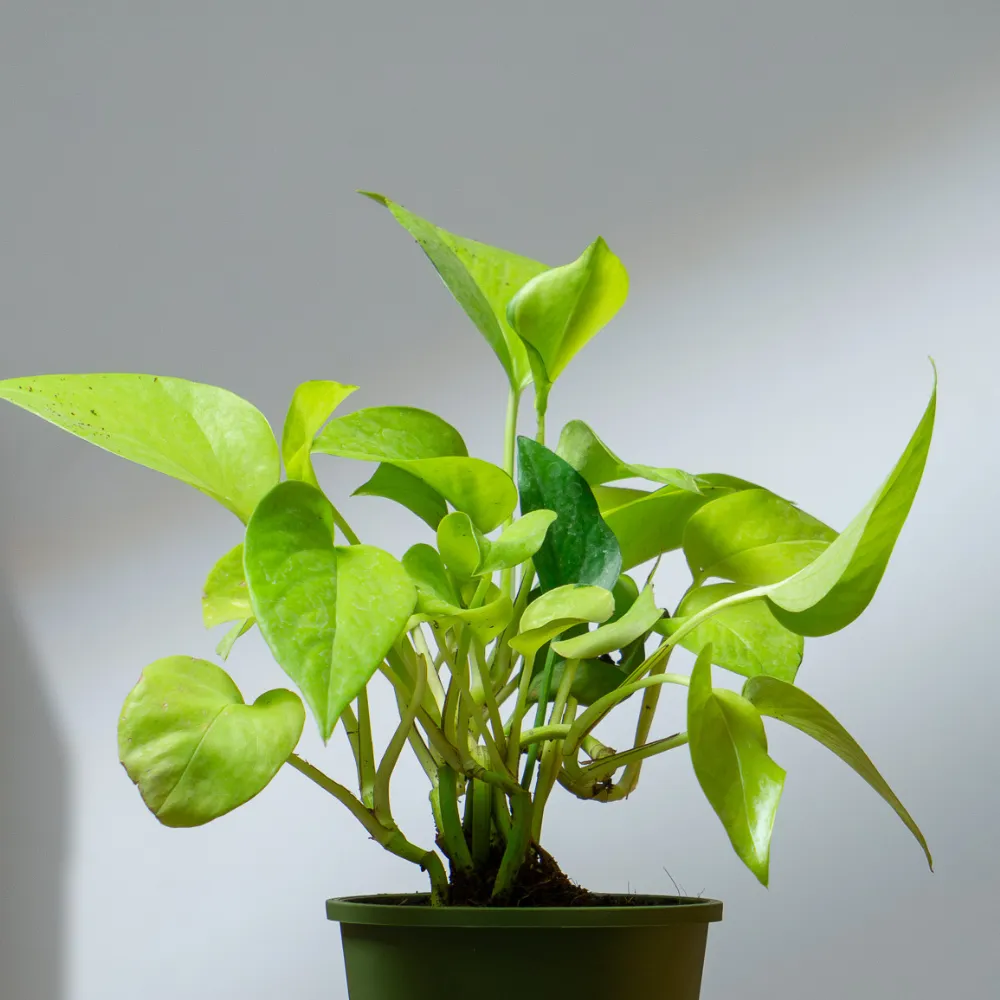 product-gallery