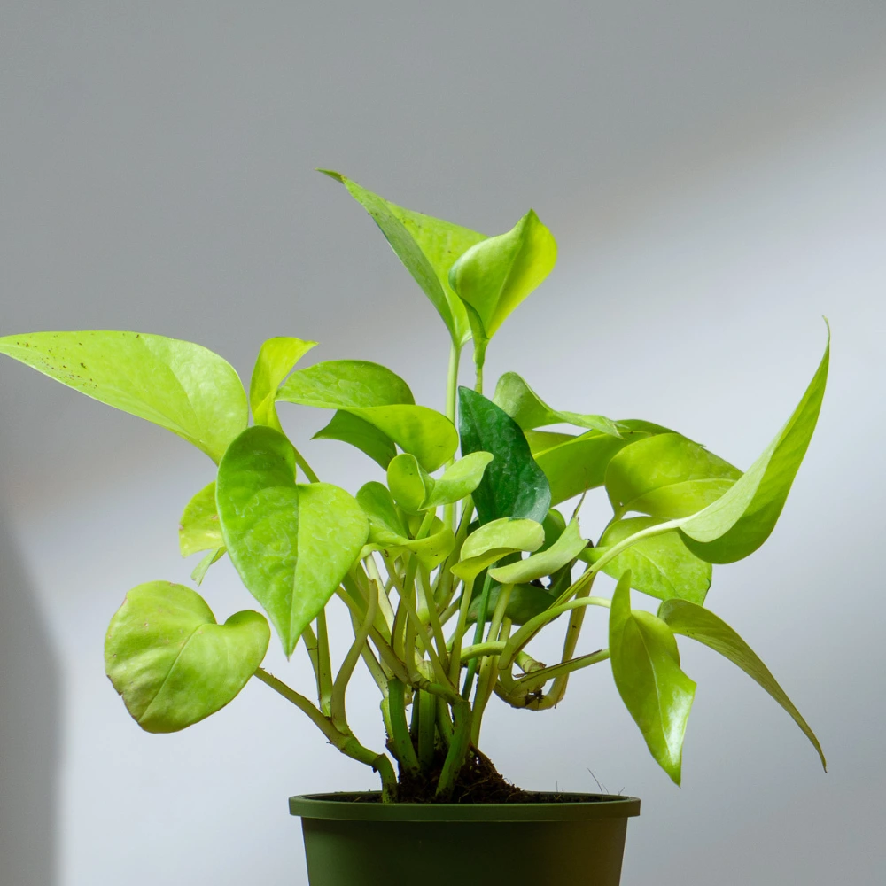 product-gallery