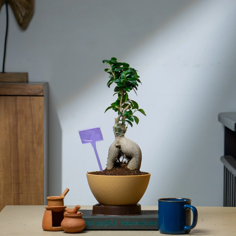 product-gallery