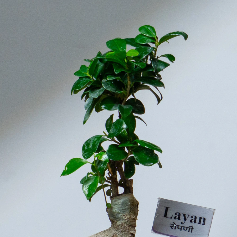 product-gallery