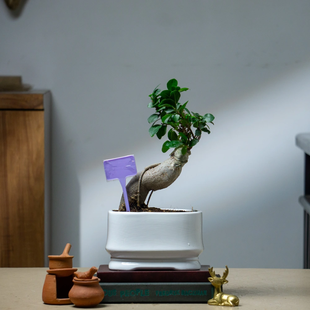 product-gallery