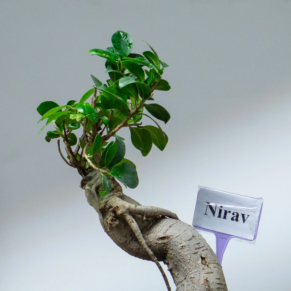 product-gallery