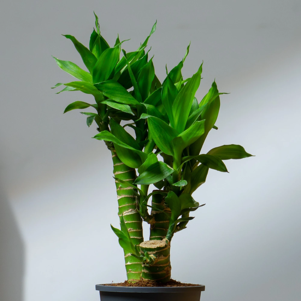 product-gallery
