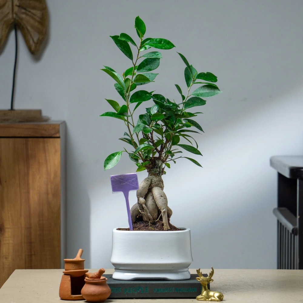 product-gallery