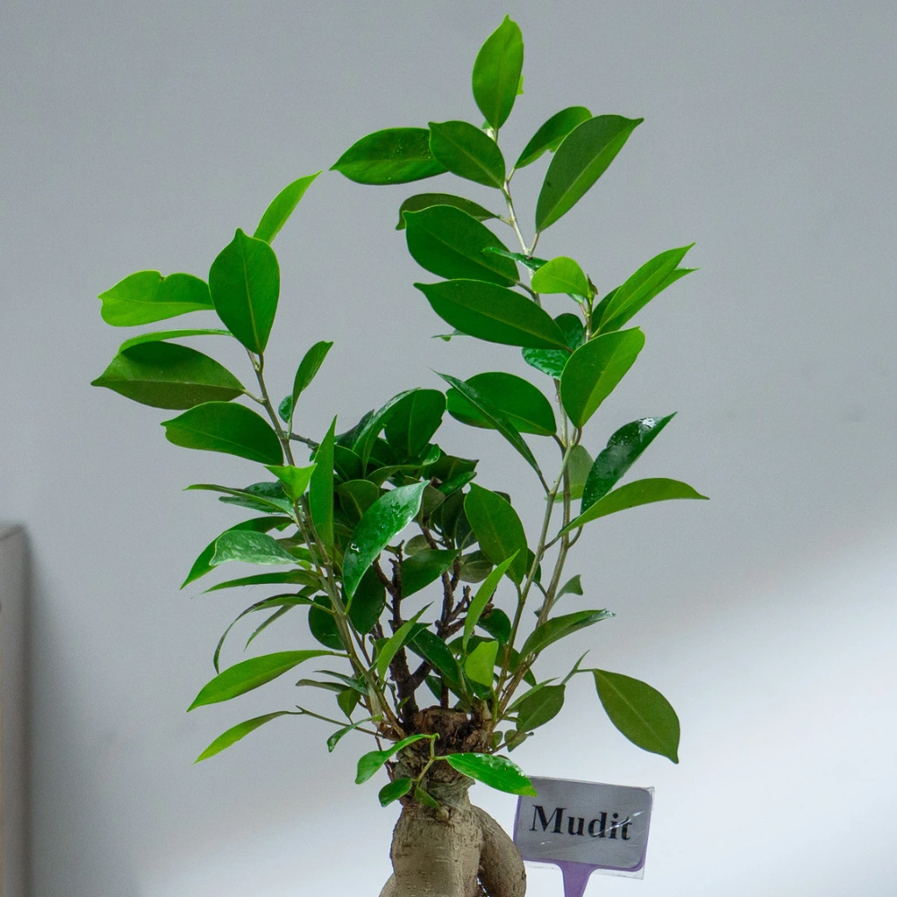 product-gallery