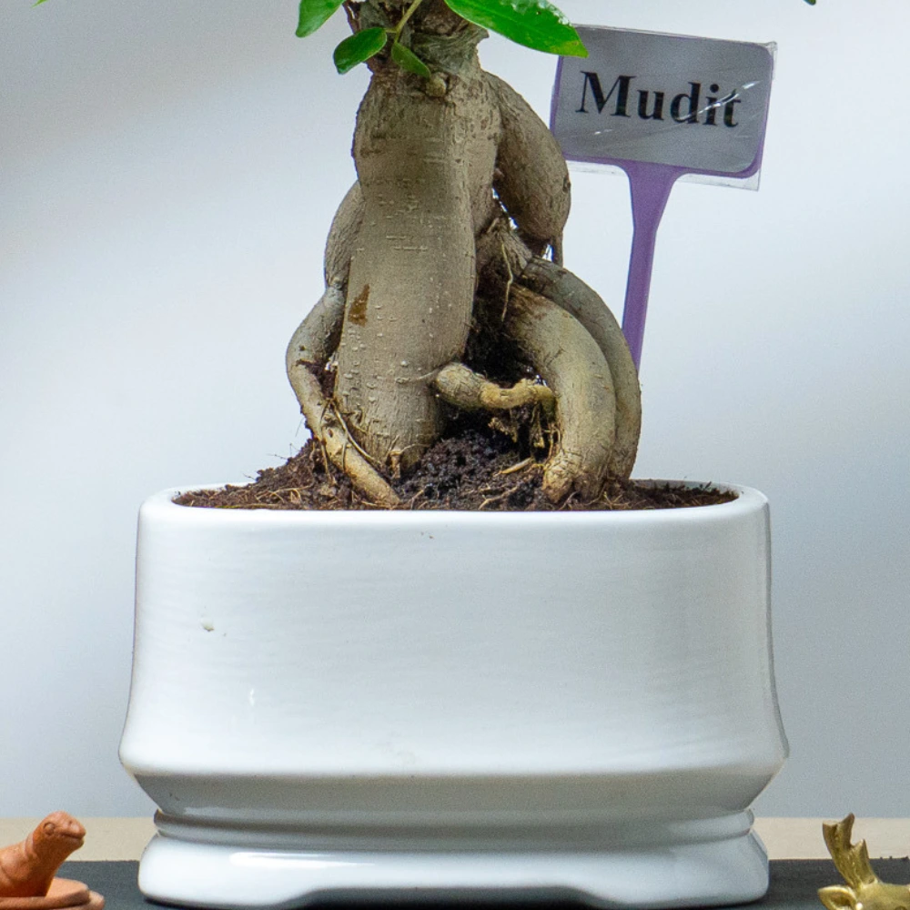 product-gallery
