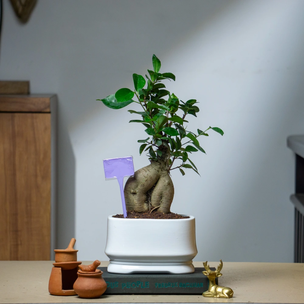 product-gallery