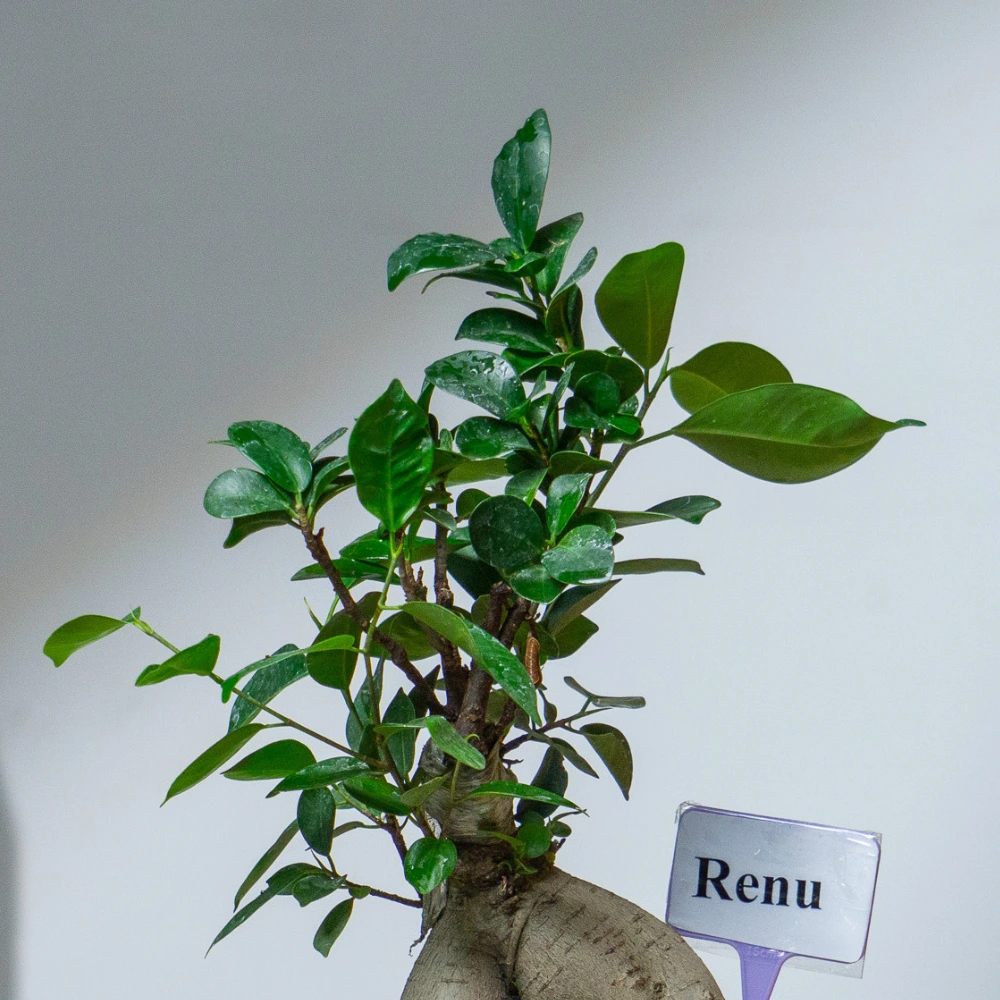product-gallery