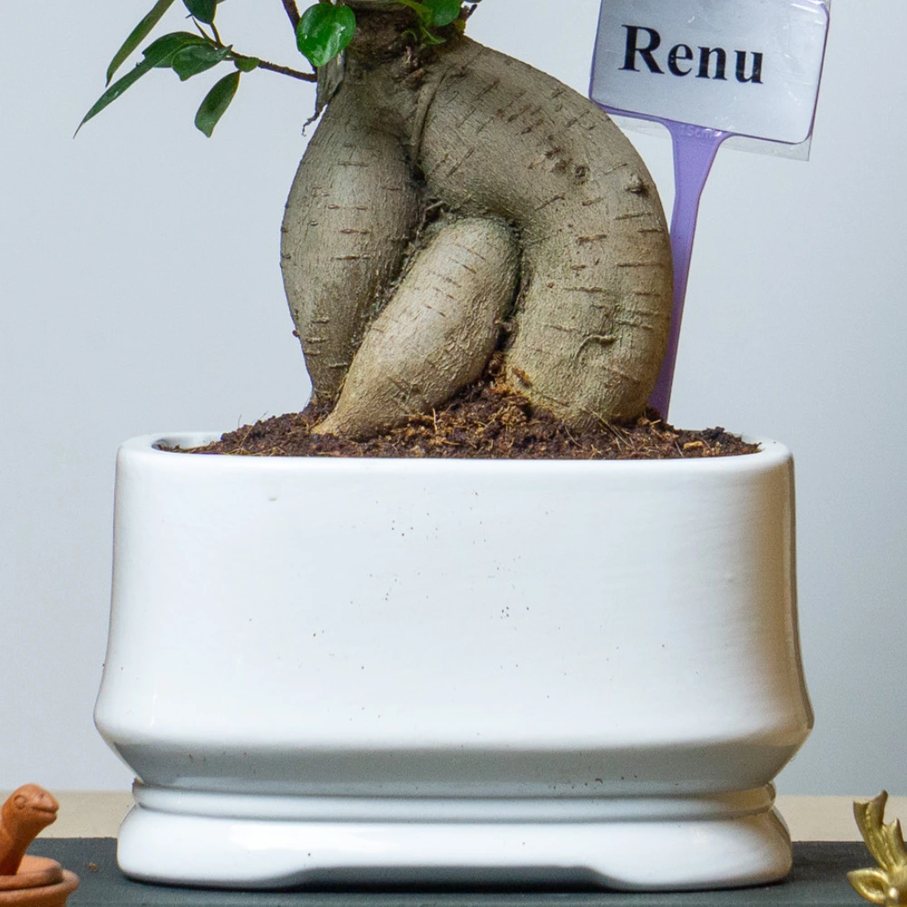 product-gallery