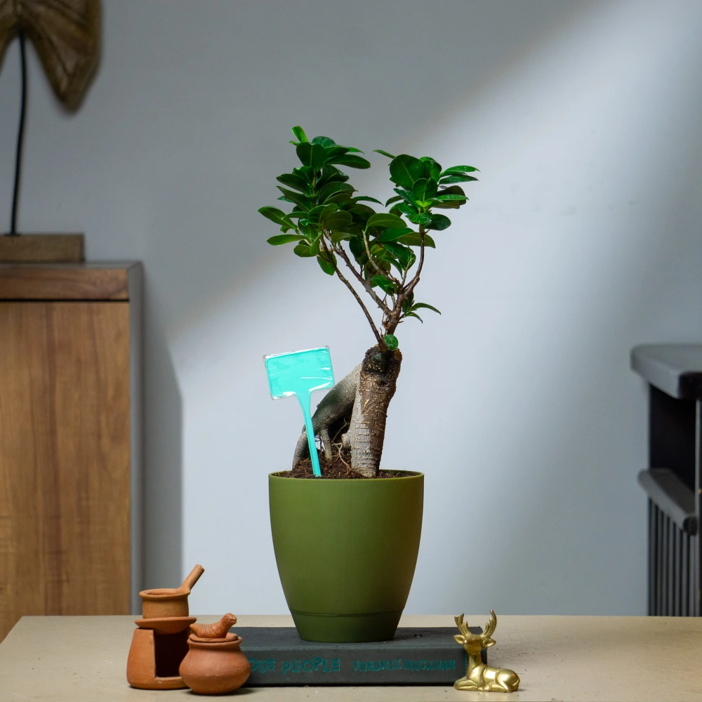 product-gallery