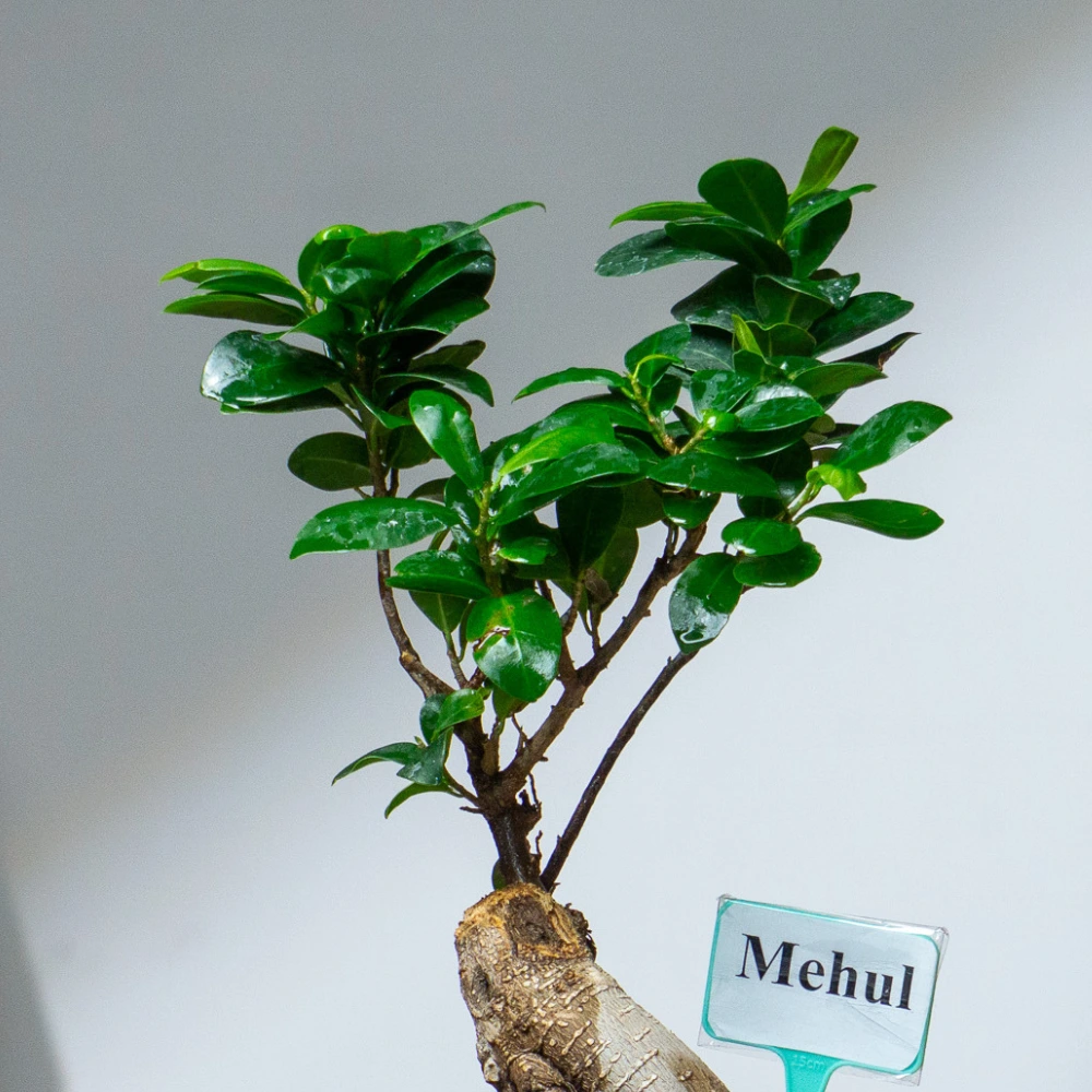 product-gallery
