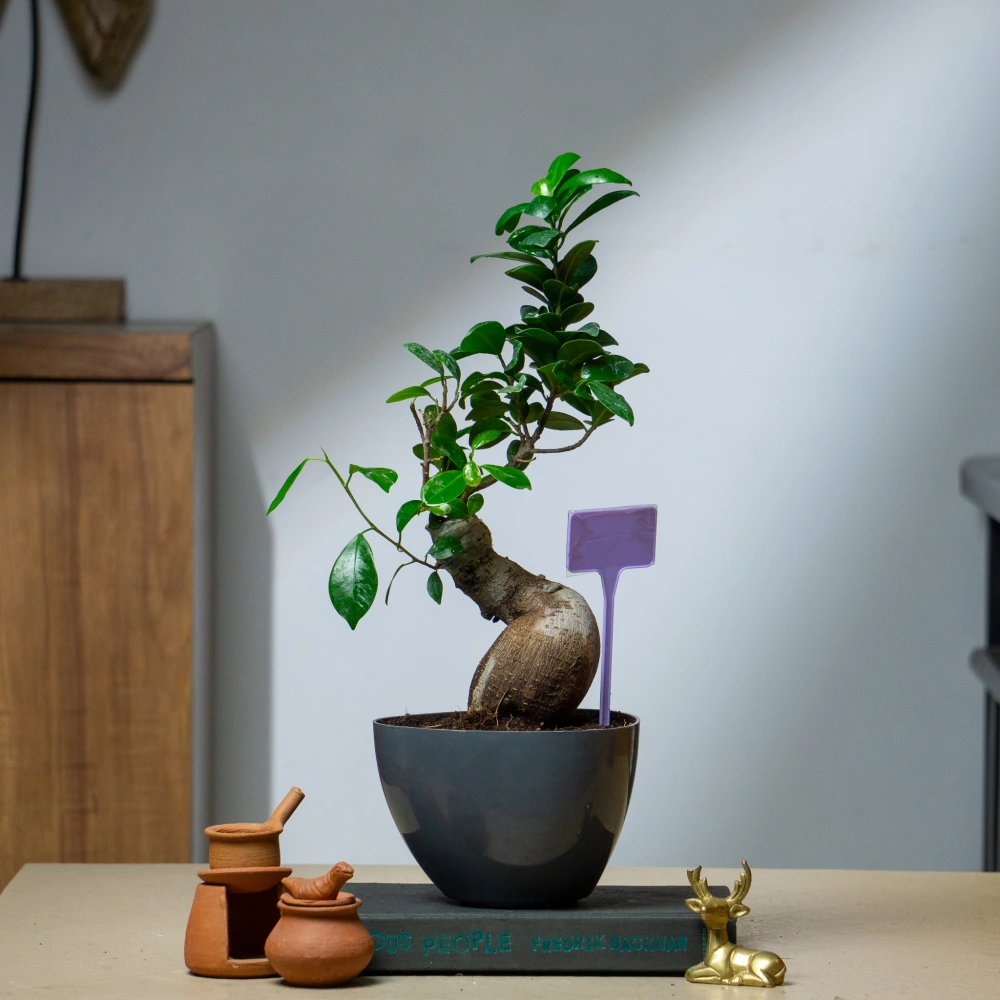 product-gallery