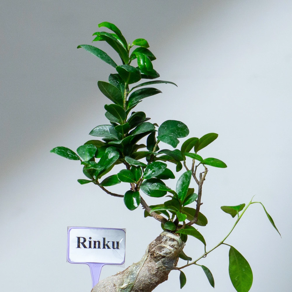 product-gallery