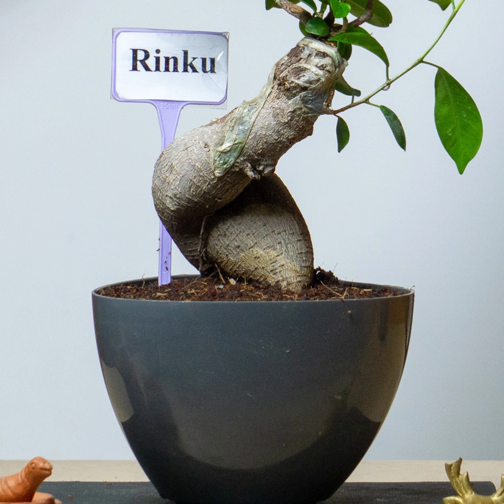 product-gallery