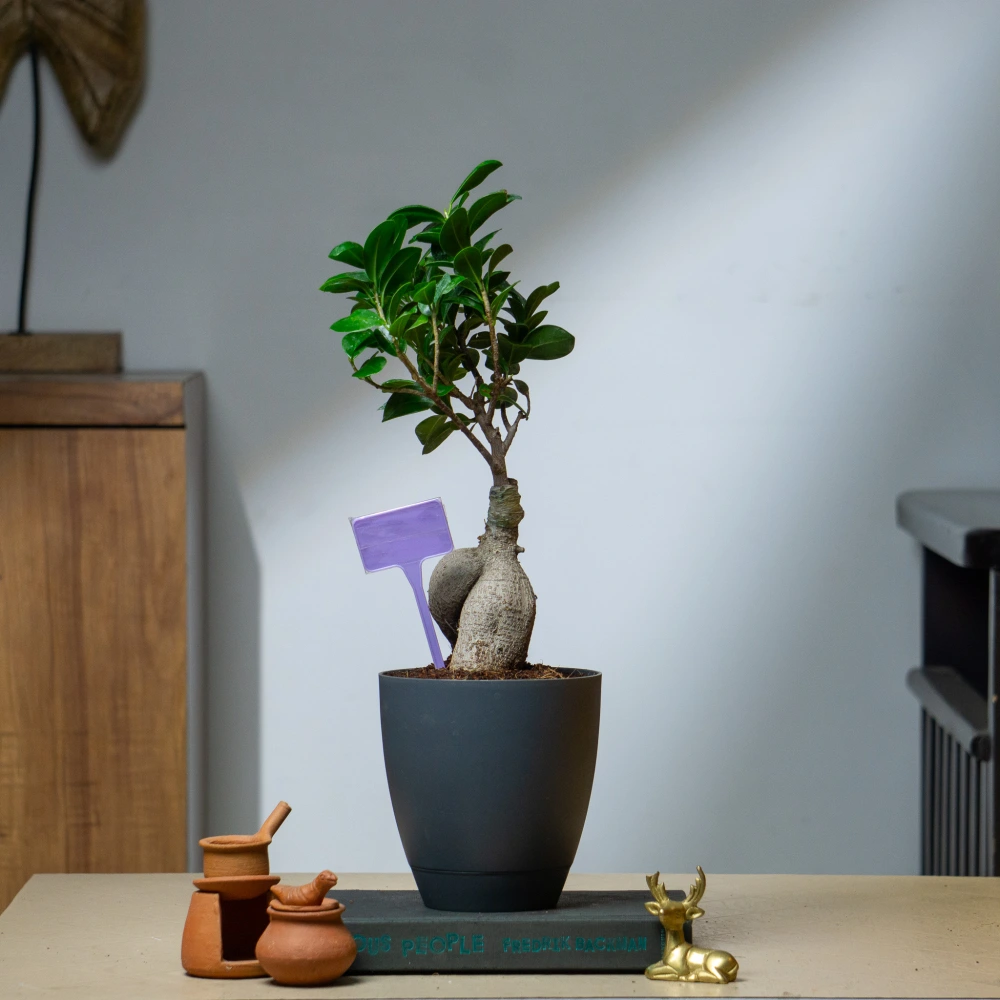 product-gallery