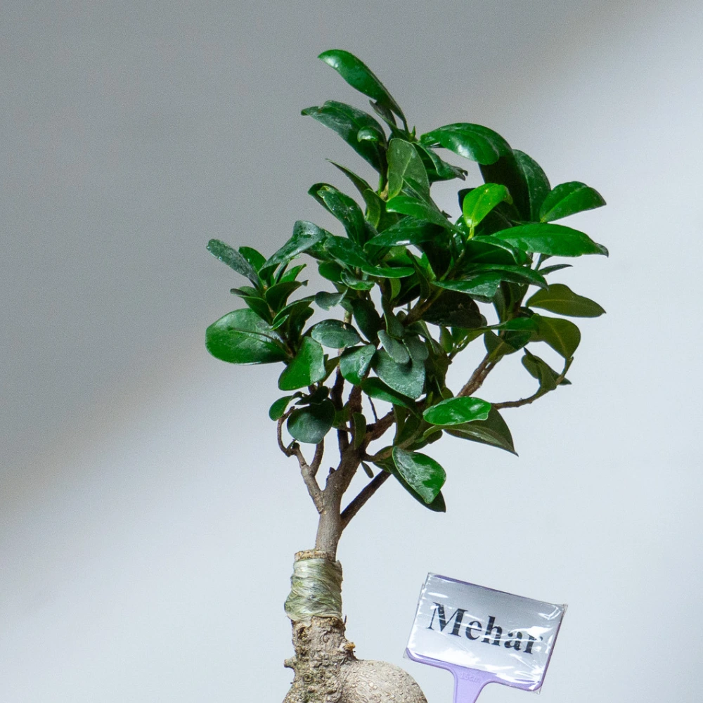 product-gallery