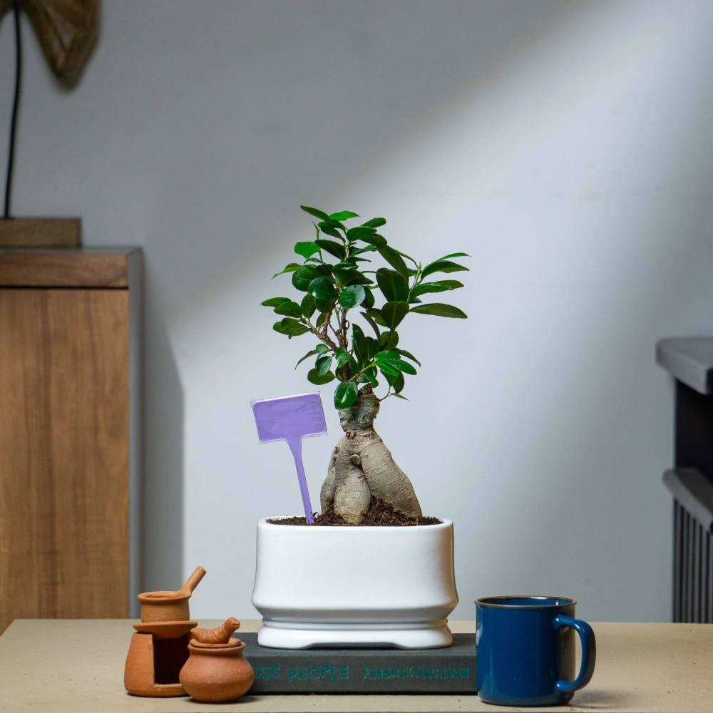 product-gallery