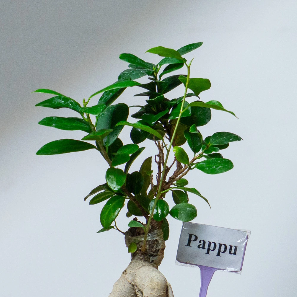 product-gallery