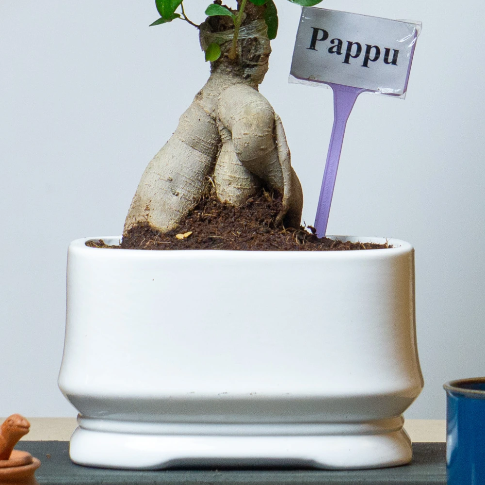 product-gallery