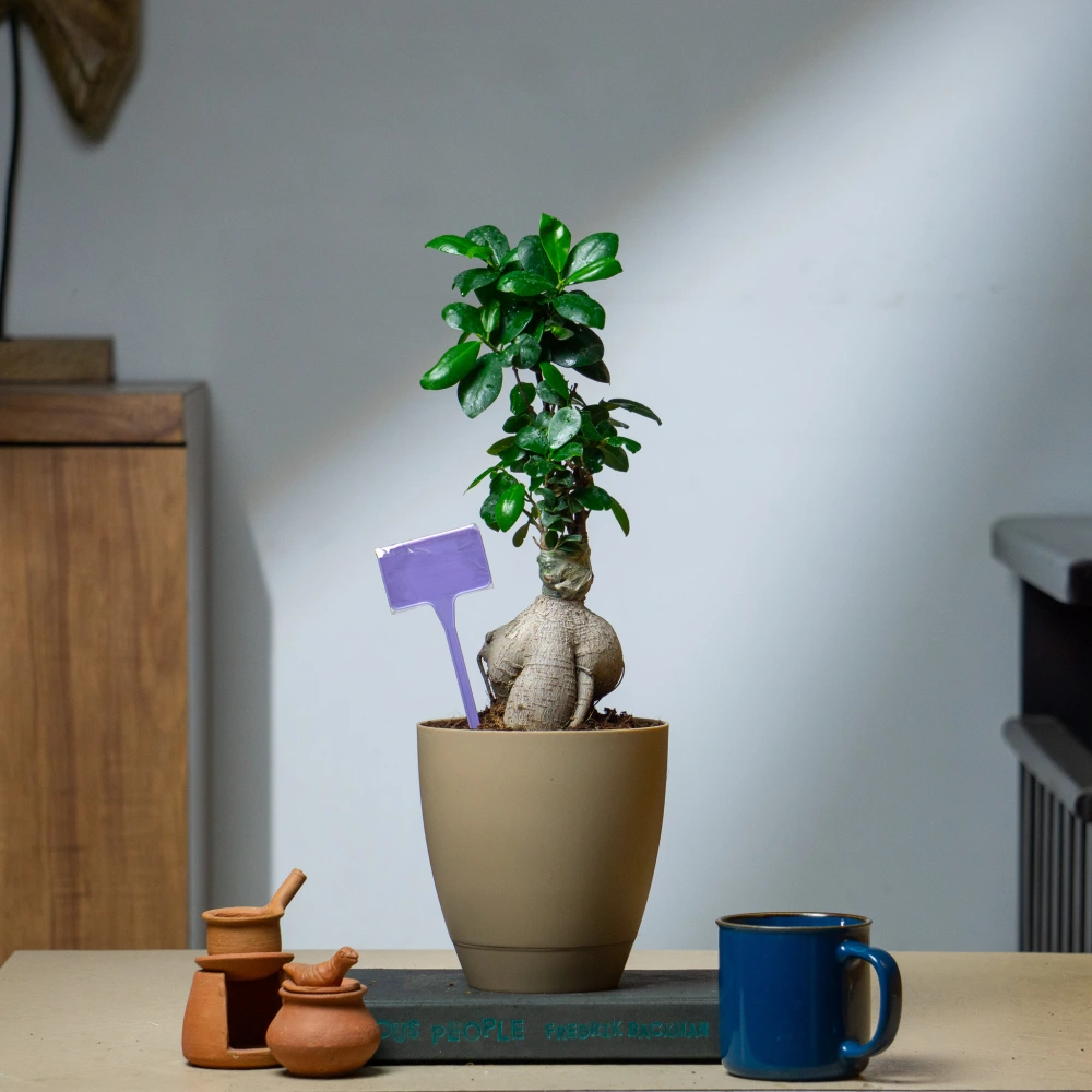 product-gallery