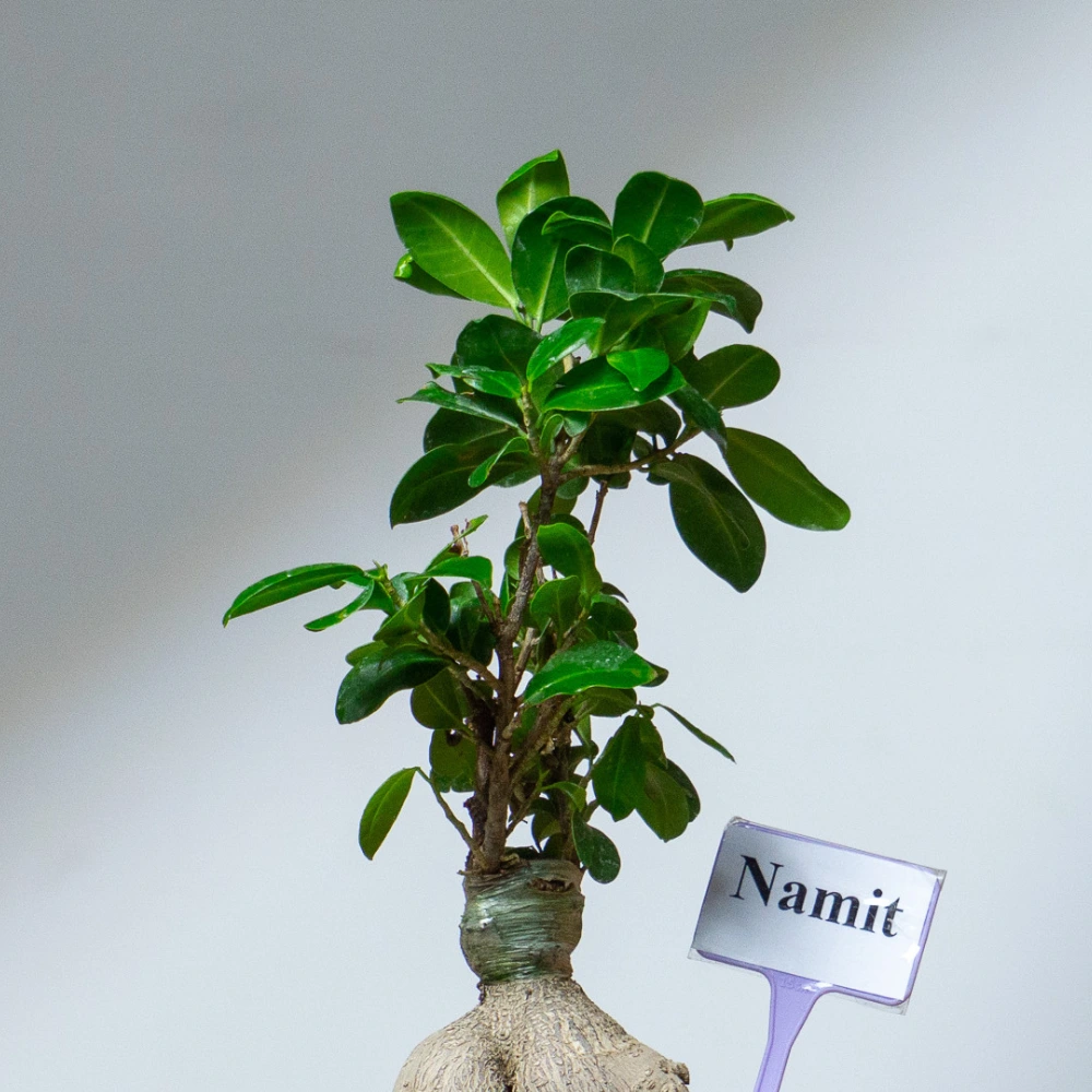product-gallery