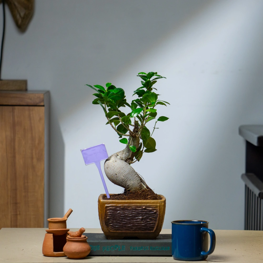 product-gallery