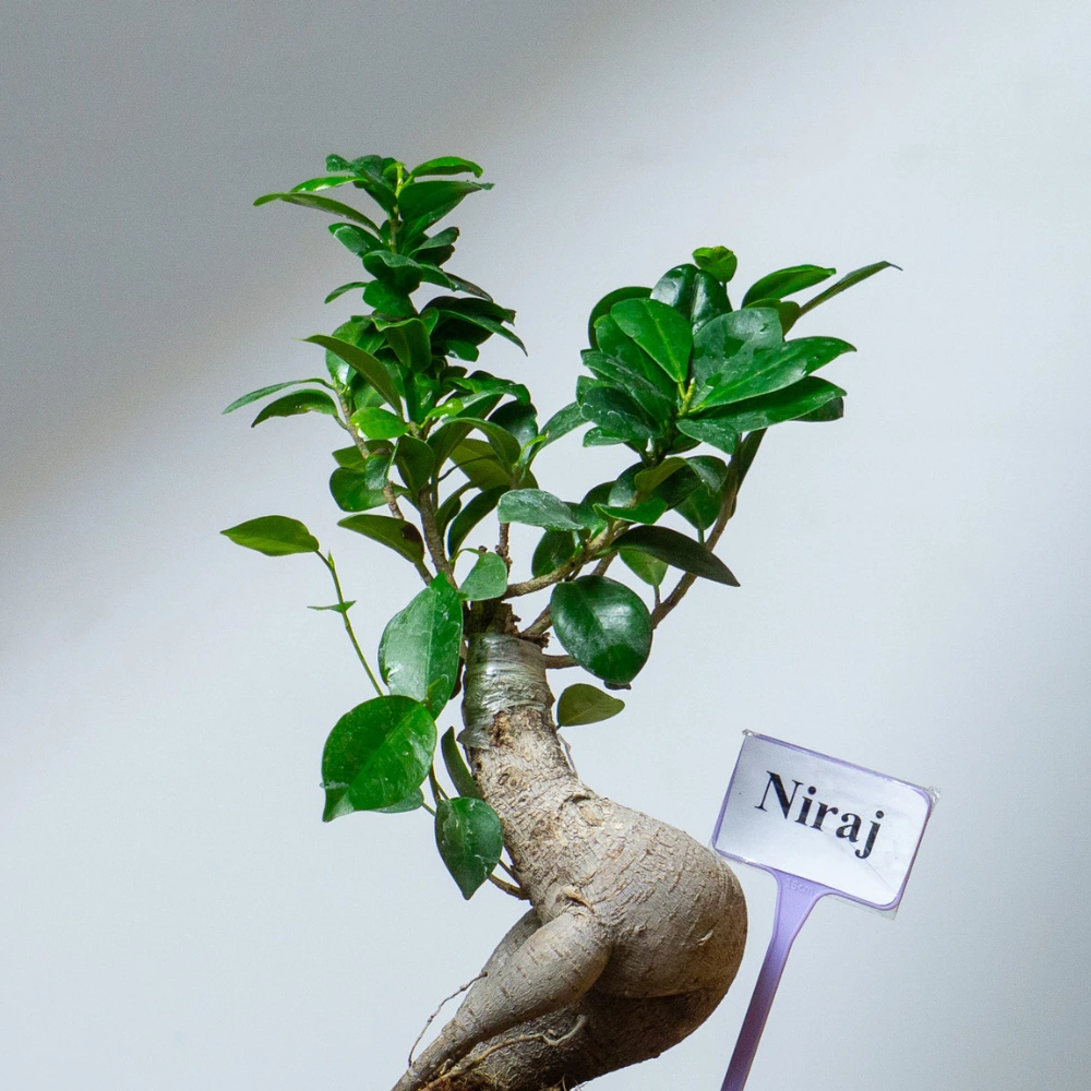 product-gallery
