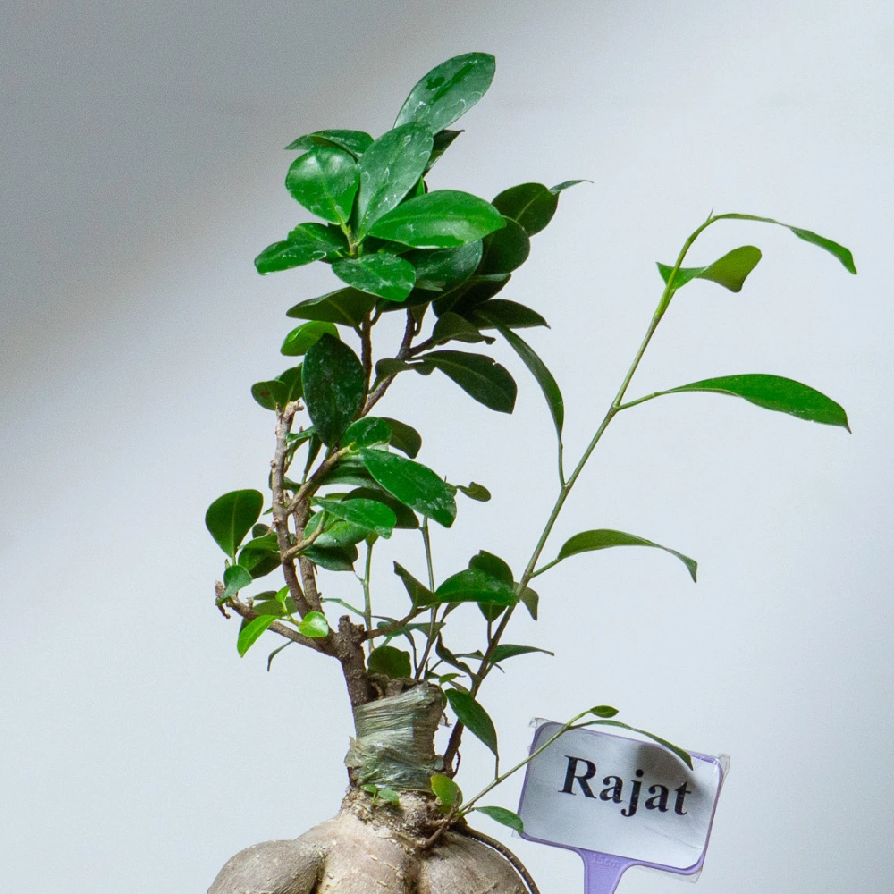 product-gallery