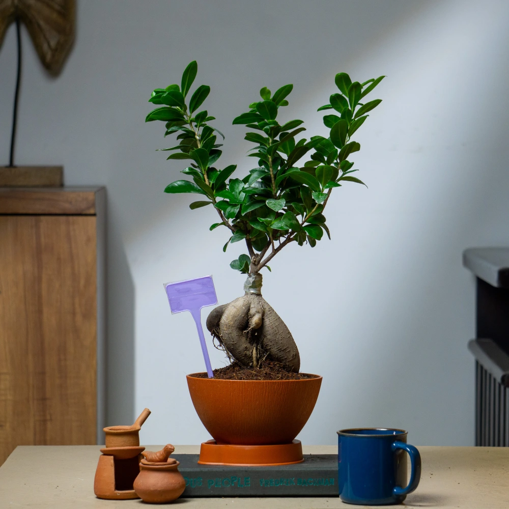 product-gallery