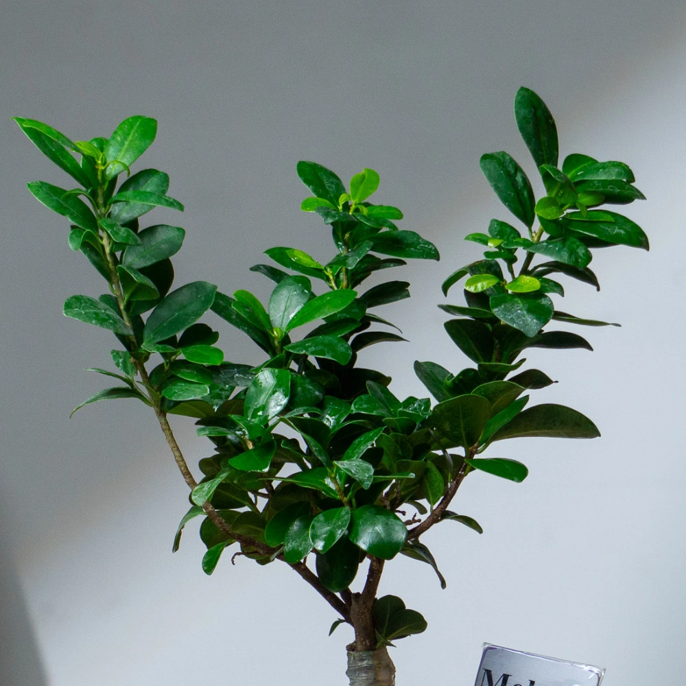 product-gallery