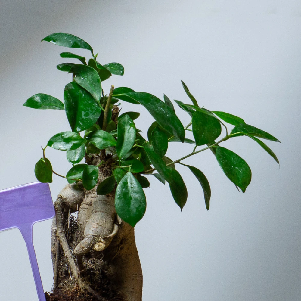 product-gallery
