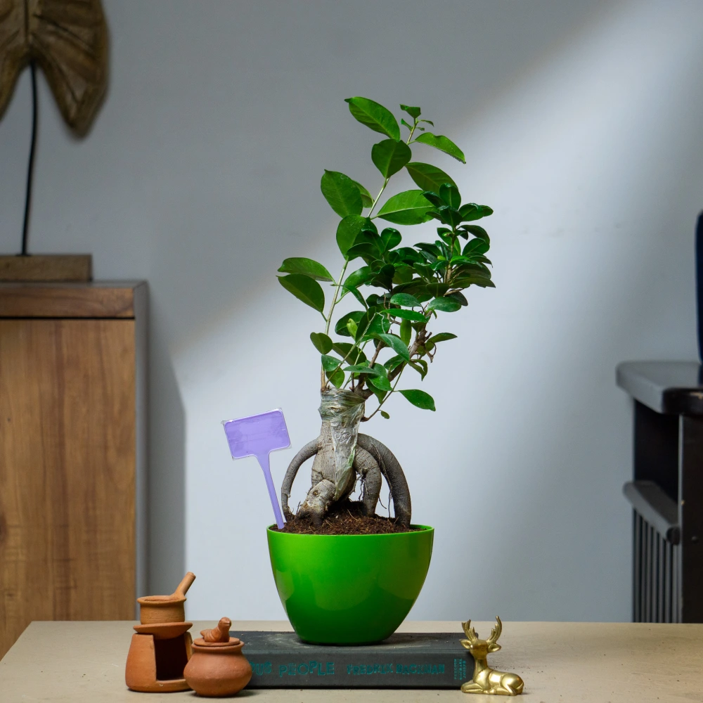 product-gallery