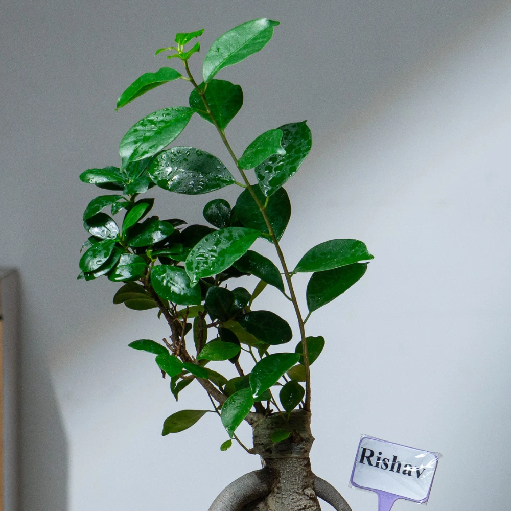 product-gallery