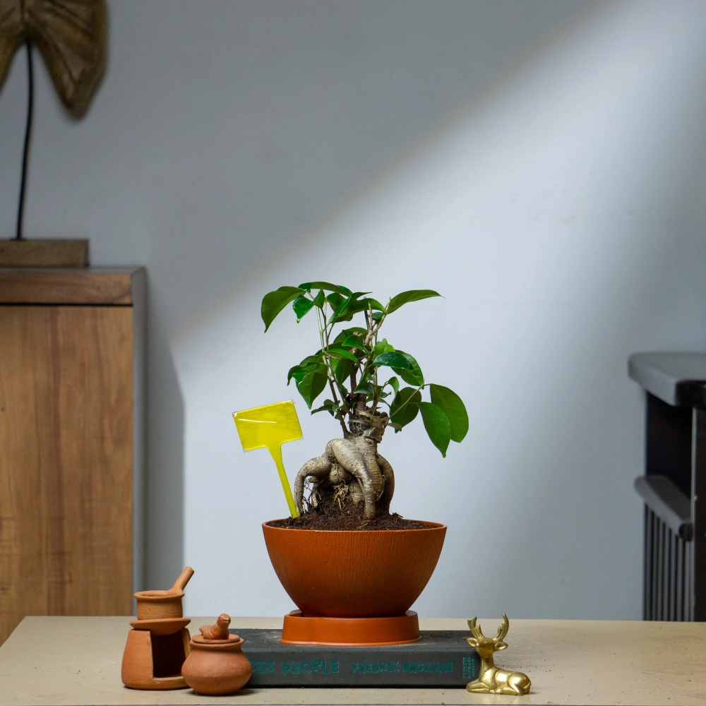 product-gallery