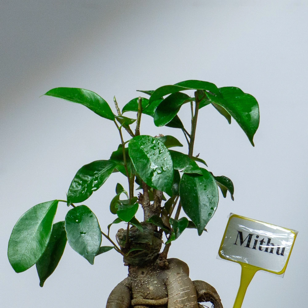 product-gallery