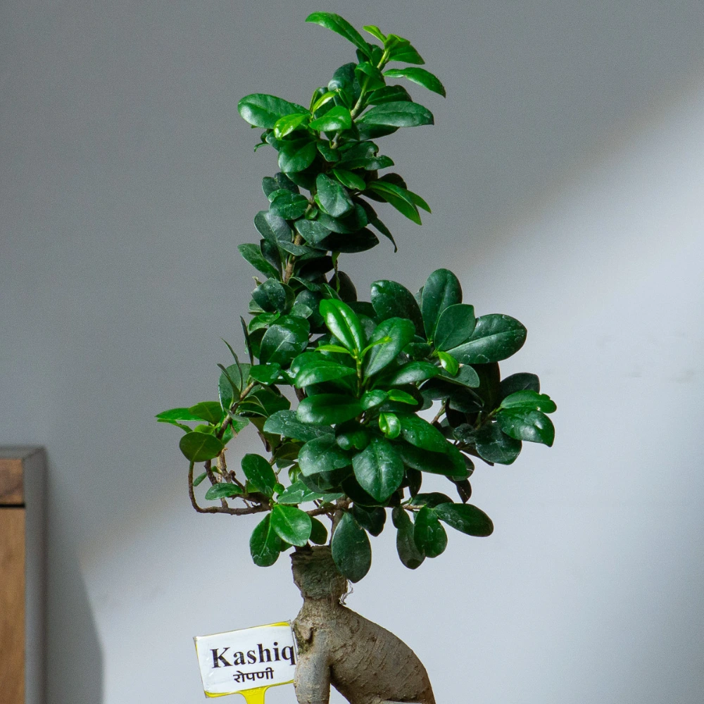 product-gallery